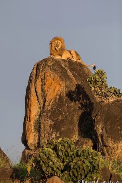 renamonkalou:  The Lion King |   Will Burrard-Lucas  