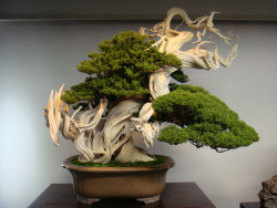 blazepress:  800 year old Bonsai tree.
