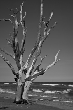 hueandeyephotography:  Ancient tree, Boneyard beach, Botany Bay Plantation, Edisto Island, SC © Doug Hickok  All Rights Reserved hue and eye   the peacock’s hiccup