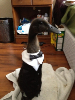 wilwheaton:  This redditor’s duck is wearing a tuxedo. This