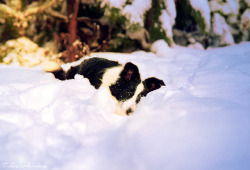 threedogsnight:  Border collie Dragonfly by bullycarella on Flickr.