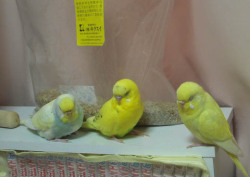 budgie-research:  sleeping trio 