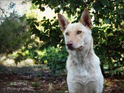 kelpies-of-australia:  Am I a model yet?