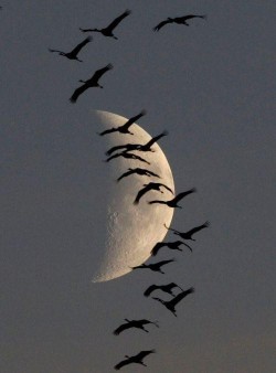 With the moon on their wing