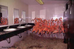 historylover1230:  Flamingos huddled together in the bathroom