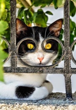 cuteanimalspics:  Cat from a neighbourhood always watching us