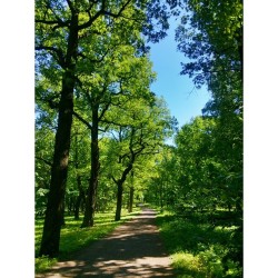 #Oaks today 🌳🌱🌿 #Gatchina, #Russia #travel 🌍 #nature