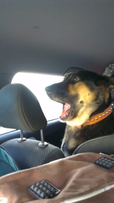 memeguy-com:  My dog isnt the most trusting passenger either