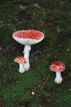 mushroomsandmosses:  Amanita - 6 (by Luiz Filipe Varella)