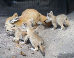 ohmywoldyoulookatthis:  cup-fullofhappiness:  Fennec Foxes.  One