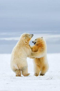tulipnight:  Arctic Dance - Polar bear cubs by Siddhardha Garige