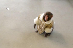 wired:  newsweek:  Oh, you want more monkeys wearing human clothes?