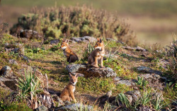 wolveswolves:    Ethiopian wolf pups (Canis simensis) by Burrard