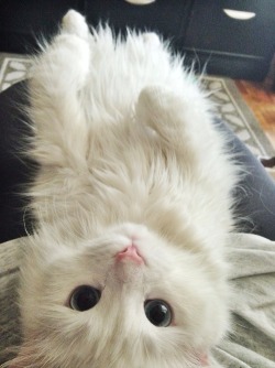 nevuh:  heavenliesintheheart:  Wanna the cutest cats i’ve seen