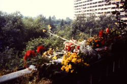 qelle:  bijlmer balcony (august 1980)