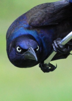 Are you talkin’ to me, punk? (Common Grackle)