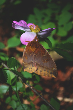 megarah-moon: The lovely Automeris io moth~ ♡ Prints and more