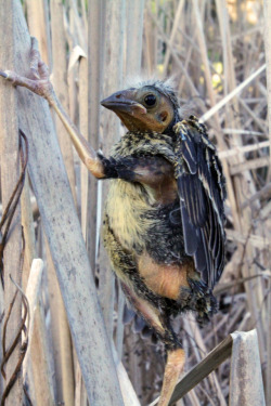 lookatthisbabybird:  zooophagous:   kororaa: Red-winged blackbird