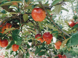 bluereevesphotography:APPLES!!