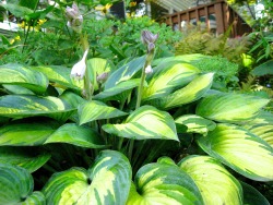 geopsych:  Hosta ‘June’ in July. (With the neighbour’s