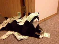 officialsmashmouth:  this is the money cat. she only shows up