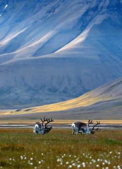 earthlynation:  (via 500px / Reindeer in landscape by Jan-Rune