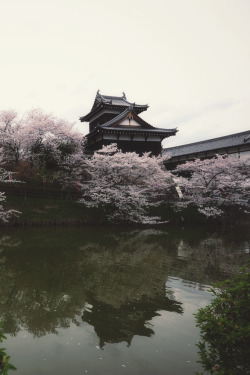 mstrkrftz:   Sakura with Castle(Nara) | Hiro _R  