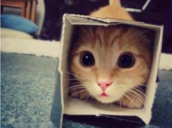 awwww-cute:  Hi, I love boxes! (Source: http://ift.tt/23oyKhP)