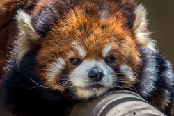 gothiccharmschool:  philipjwhy:  sdzoo: Relaxing red panda style