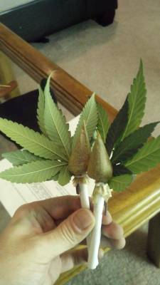 gethigh-andlaughatnothing:  its-weed-time:  My Valentines Bouquet!