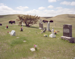 iancbates:Buffalo by the cemetery, East Oliver, North Dakota,