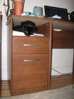 getoutoftherecat:  get out of there cat. that’s for storing