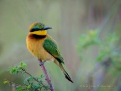 socialfoto:  Little Bee-eater by fowlcone #SocialFoto