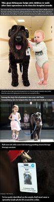 love-this-pic-dot-com:  Giant Schnauzer Helps Sick Children Walk