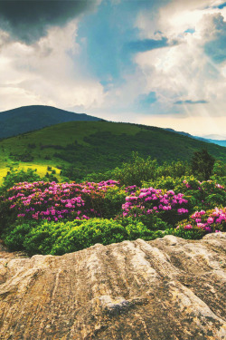 mstrkrftz:  Roan Mountain Highlands by Dave Allen 