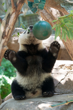 giantpandaphotos:  Xiao Liwu at the San Diego Zoo in California,