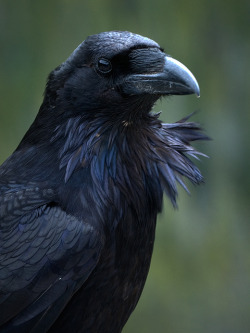 gotyk-forum:  Common Raven (Corvus corax) by ER Post on Flickr.