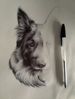 metalgasm:  German shepherd progress -by me