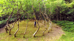 itscolossal:Ash Dome: A Secret Tree Artwork in Wales Planted