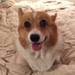 insanecorgi:  andcorgimakesthree:  This is the face of a lil
