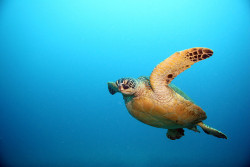 theoceaniswonderful:  20d turtle by kradk 