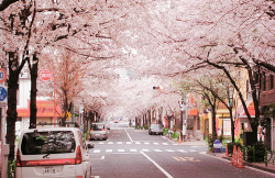 cherry blossom | Tumblr en We Heart It. http://weheartit.com/entry/74286417/via/unknown_0988