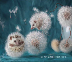 boredpanda:    The Secret Life Of Hedgehogs By Elena Eremina