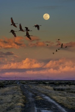 Flying by moonlight by David Soldano