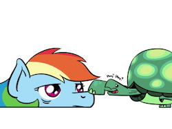 flutterluv: Tank wants to play with Rainbow Dash, but all she