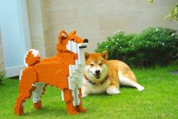 dogjpeg:    Shiba Inu Zero.Mika   