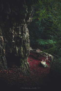 freddie-photography:  Finding Inspiration in the Woods and Forests
