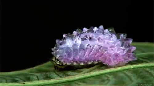 dirky-dirky-heart:  evil-fallen-angel:  mundi-mage:  gallifreyanconsultingdetective:  biomorphosis:  This is not a tasty gummy sweet but a Jewel Caterpillar found in Amazon Rainforest.Â TheyÂ are covered with sticky goo-like, gellatinous tubercles that