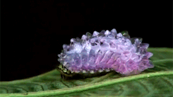 hierarchical-aestheticism:  Jewel Caterpillar found in Amazon