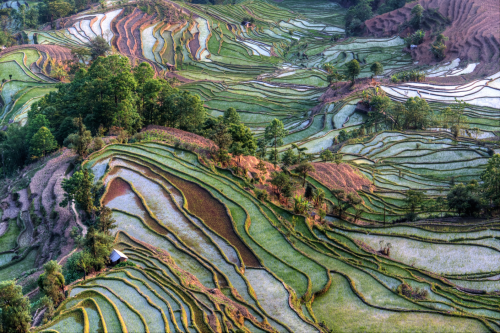 nubbsgalore:  the remote, secluded and little known rice terraces of yuanyang county in chinaâ€™s yunnan province were built by the hani people along the contours of ailao mountain range five hundred years ago. during the early spring season, the terraces